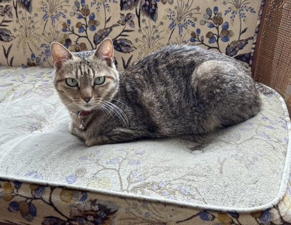 キリスト教の方が墓じまいをする際魂抜きは必要か？