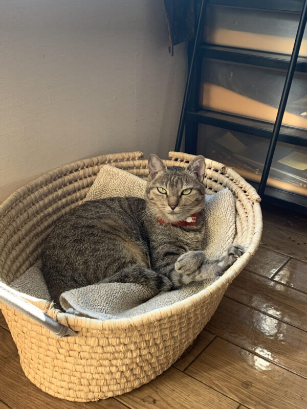 墓じまいの費用・流れ・注意点を徹底解説